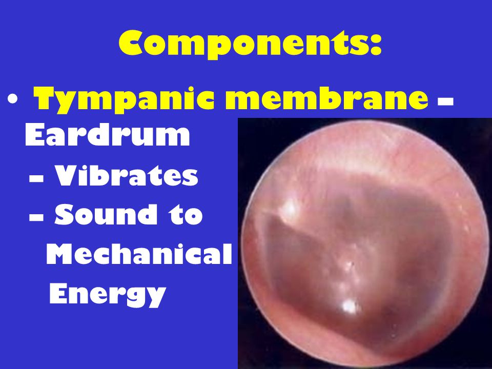 Components: Tympanic membrane – Eardrum Vibrates Sound to Mechanical