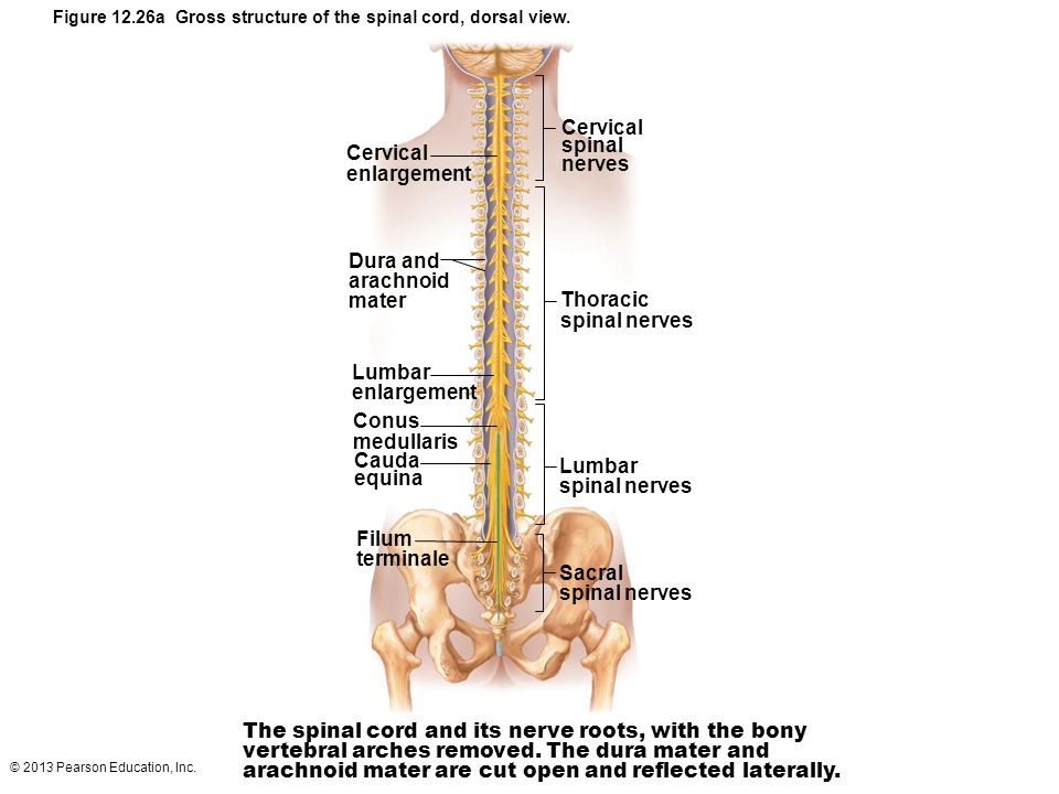 32 Label The Structures Of The Spinal Cord. Labels Design Ideas 2020