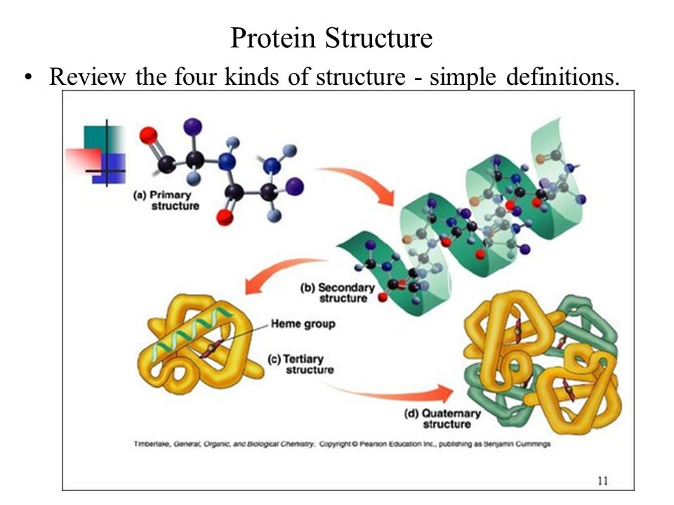 Proteins Structures Primary Structure Ppt Video Online Download