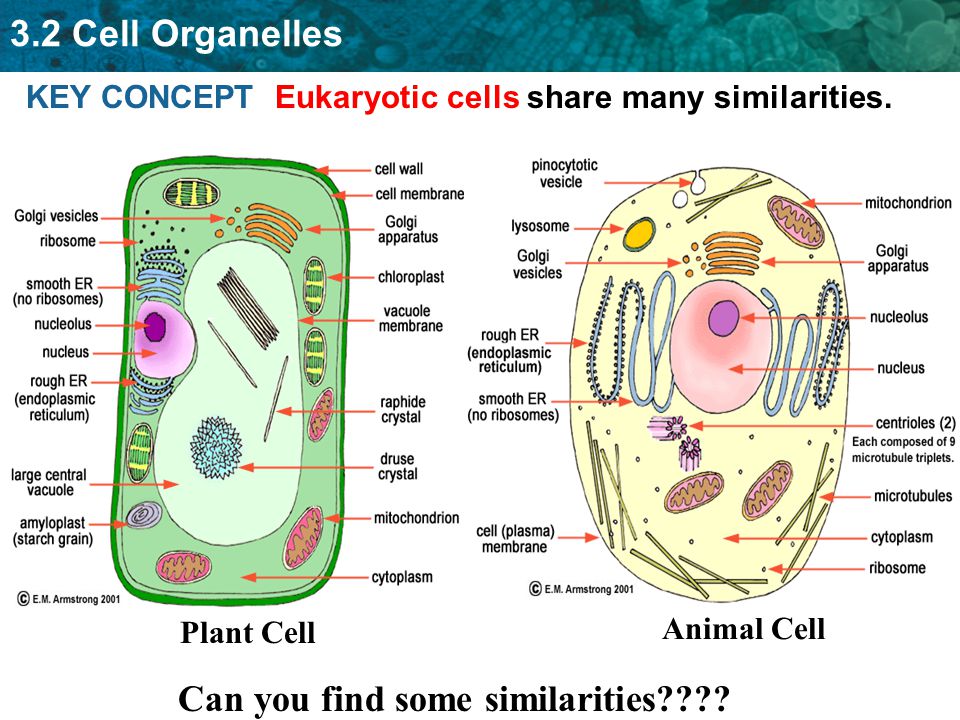 Eukaryotic: Plant and Animal Cells: Organelles and their Functions pg - ppt  video online download