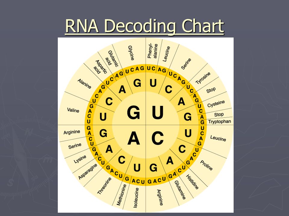 Rna Decoding Chart