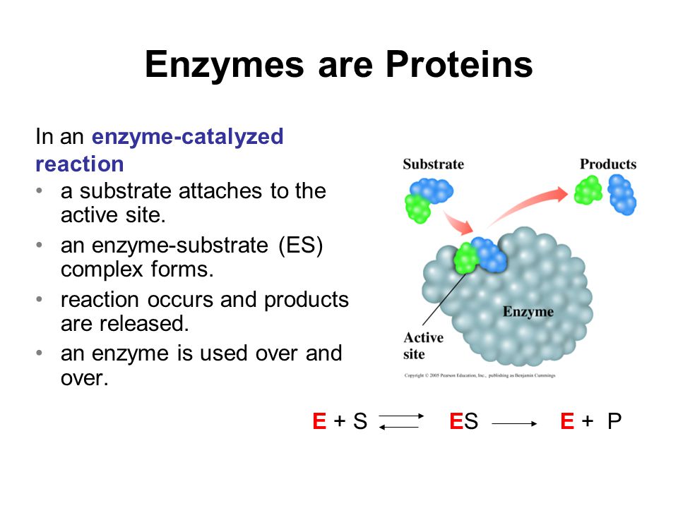 Пав энзимы. Enzymes Proteins. Simple and Complex Enzymes. Enzymes are Proteins. Enzymes structure simple Proteins.