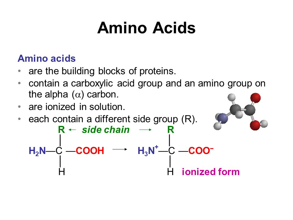 amino acids are the building blocks of - Hayzel.molicommunications.com