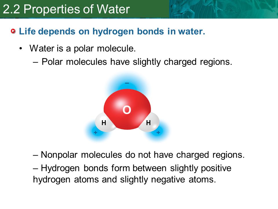 Life depends on hydrogen bonds in water.