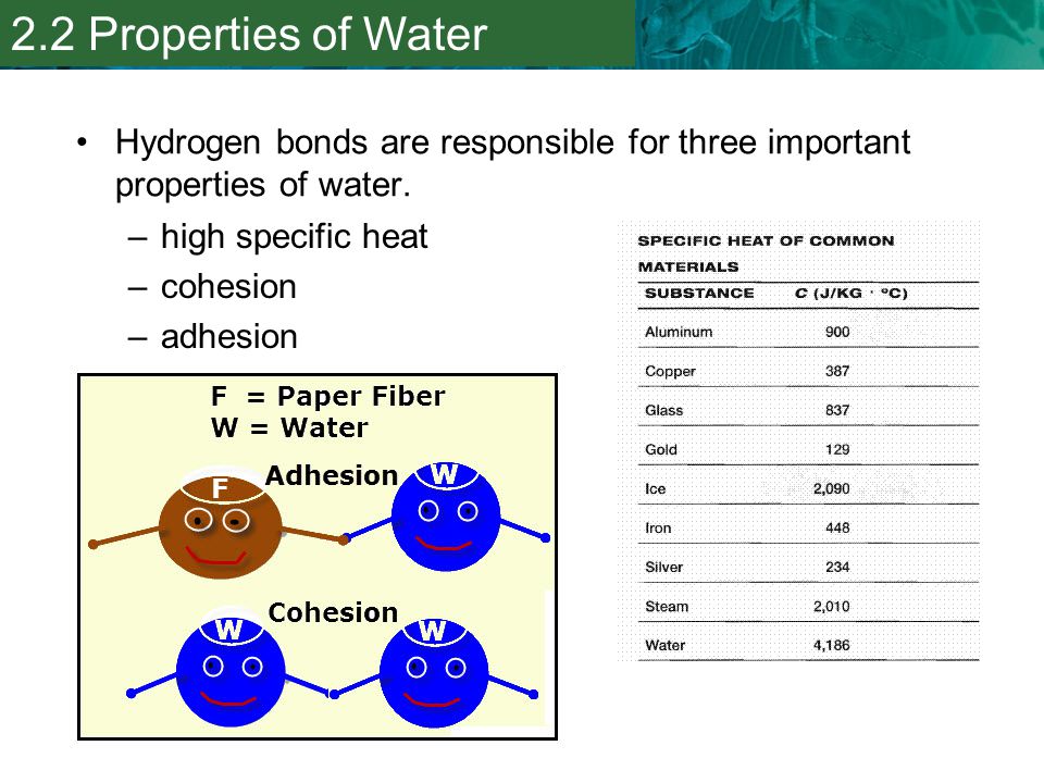 2.2 Properties of Water Hydrogen bonds are responsible for three important properties of water. high specific heat.