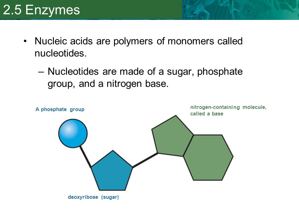 2.5 Enzymes Nucleic acids are polymers of monomers called nucleotides.