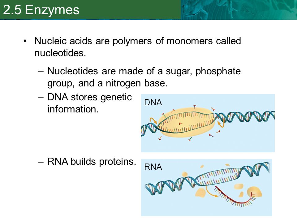 2.5 Enzymes Nucleic acids are polymers of monomers called nucleotides.