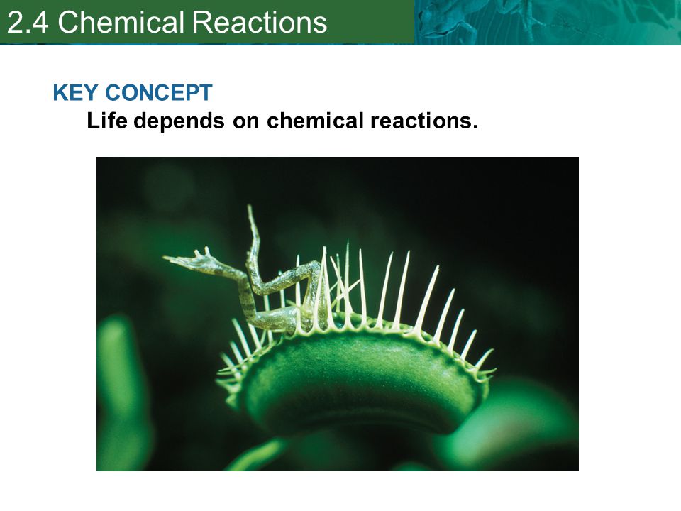 2.4 Chemical Reactions KEY CONCEPT Life depends on chemical reactions.