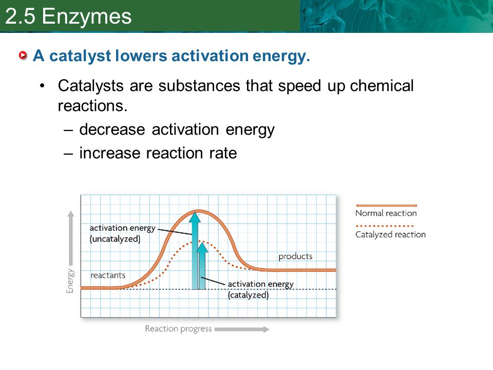 A catalyst lowers activation energy.