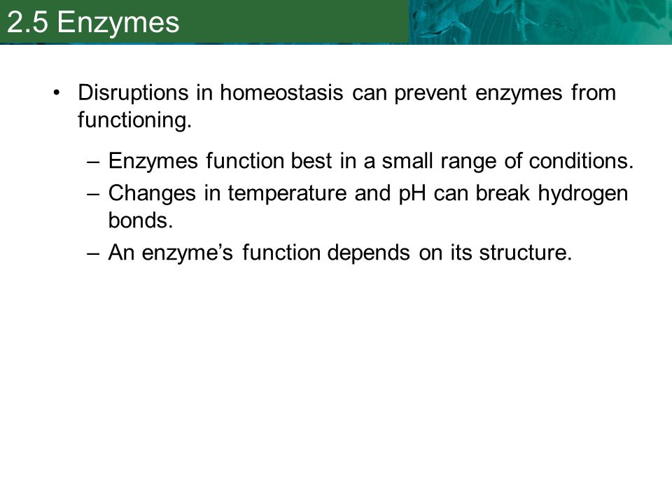 2.5 Enzymes Disruptions in homeostasis can prevent enzymes from functioning. Enzymes function best in a small range of conditions.
