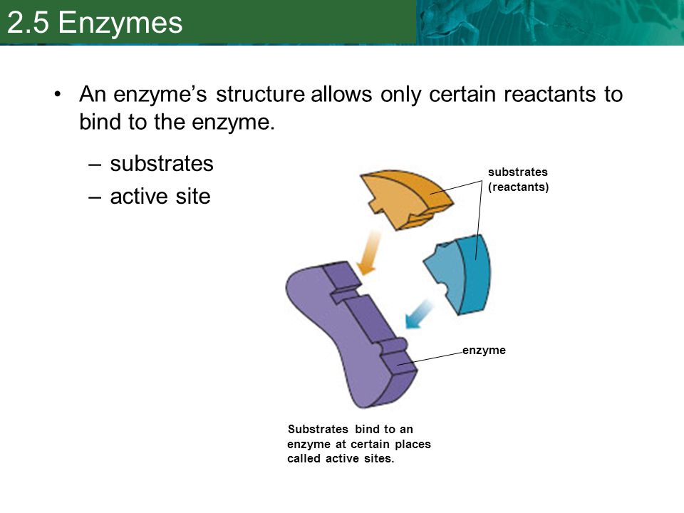 2.5 Enzymes An enzyme’s structure allows only certain reactants to bind to the enzyme. substrates.