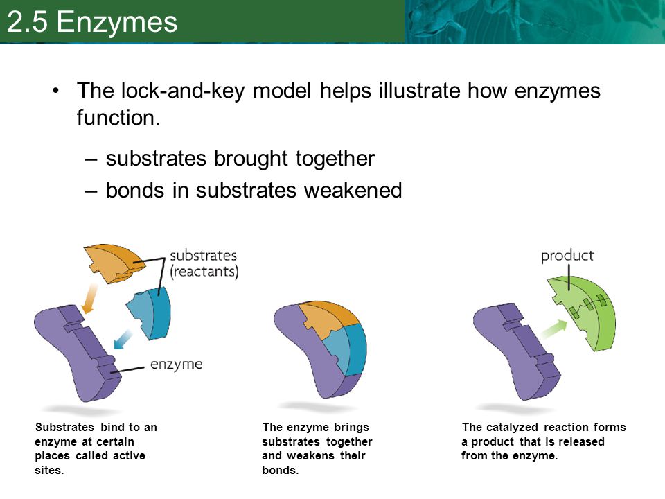 2.5 Enzymes The lock-and-key model helps illustrate how enzymes function. substrates brought together.