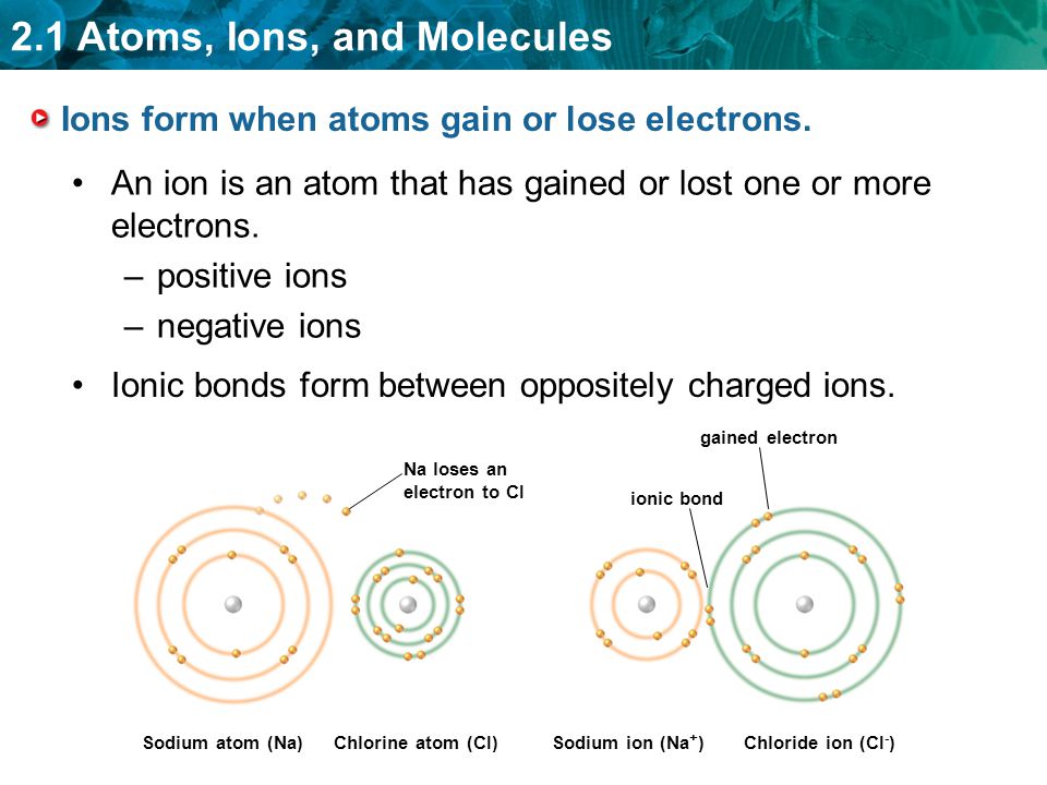 Ions form when atoms gain or lose electrons.