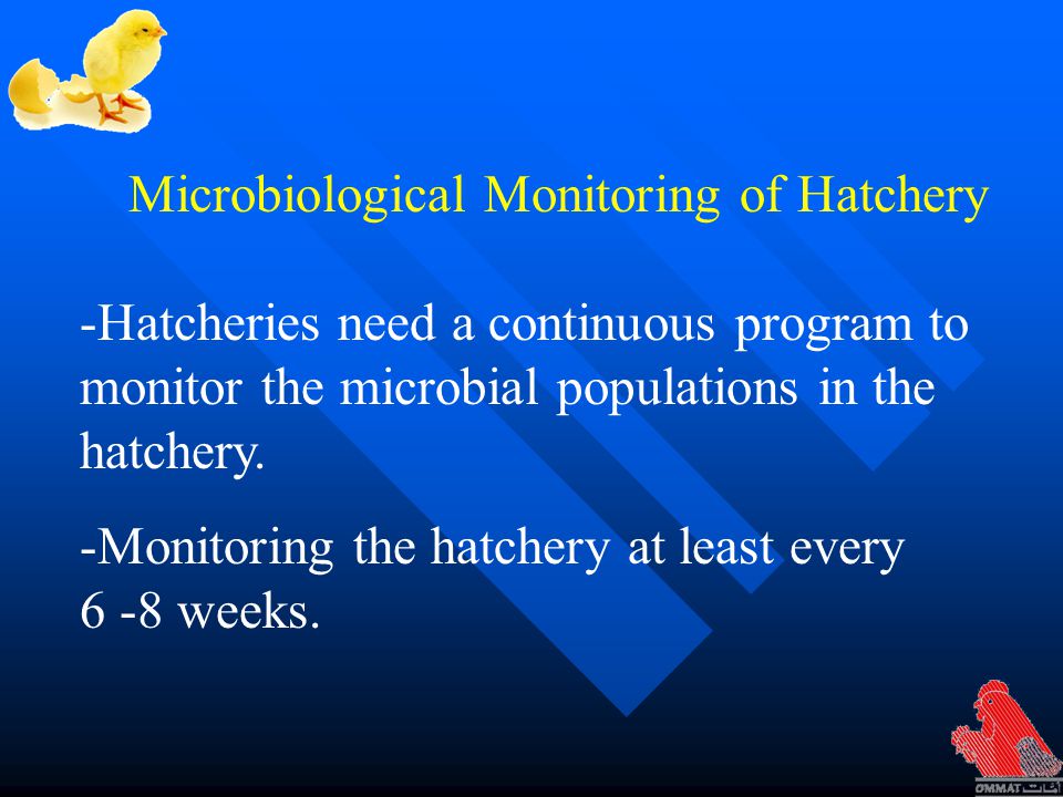 Microbiological Monitoring of Hatchery