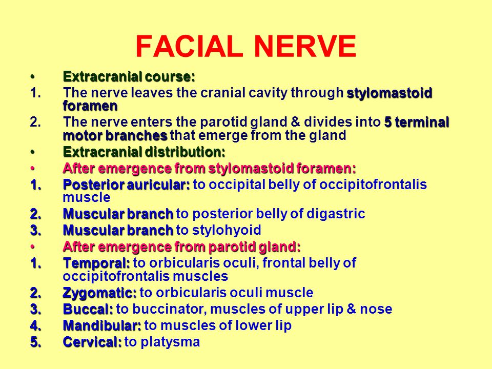 Nerve Extracranial Course Nerve Extracranial Course