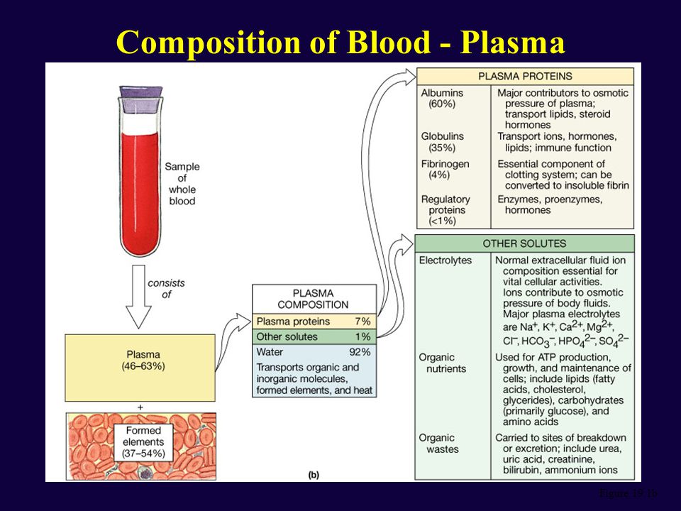 Вода в сыворотке крови. Blood Composition. Functions of Blood. Blood Plasma Composition. Functions Plasma in Blood.