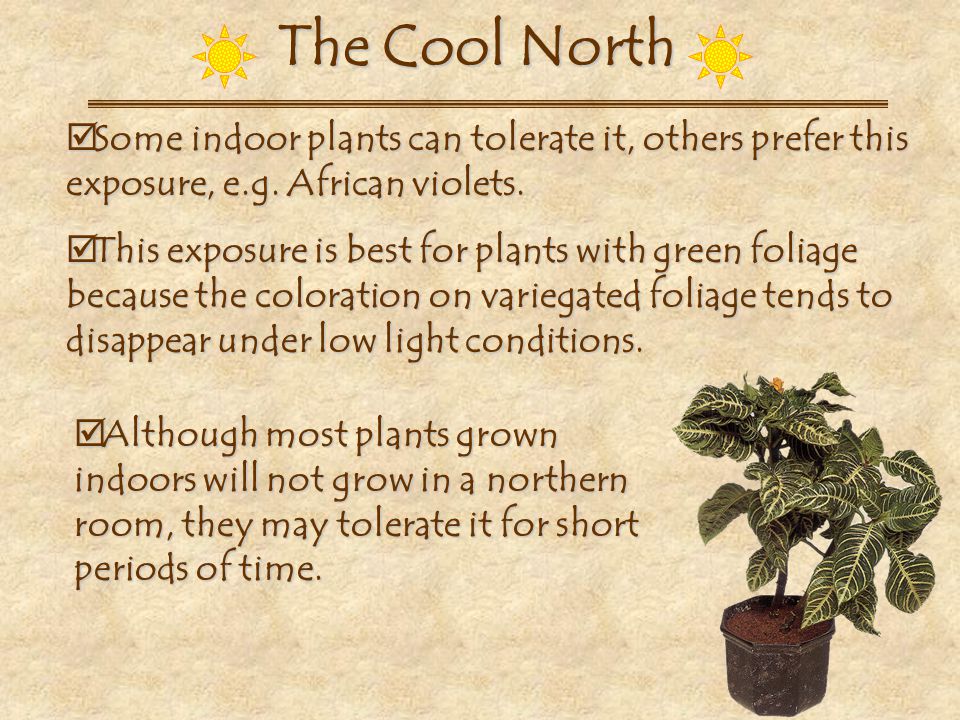 The Cool North Some indoor plants can tolerate it, others prefer this exposure, e.g. African violets.
