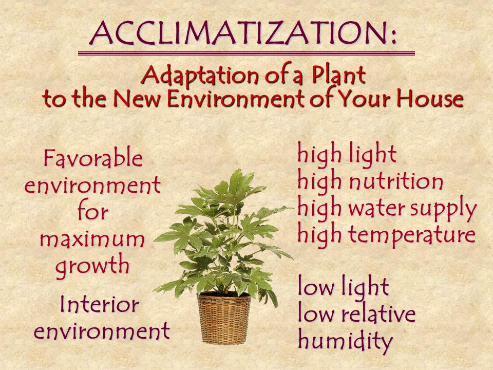 ACCLIMATIZATION: Adaptation of a Plant to the New Environment of Your House.