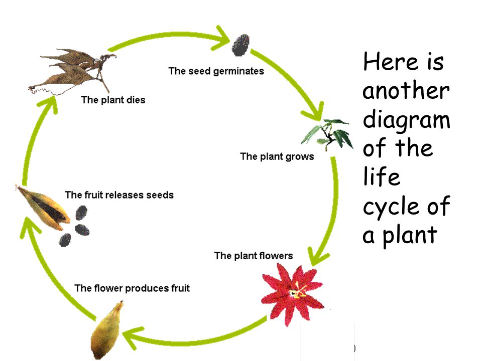 Plant cycle. Life Cycles. Plant Life Cycle. Жизненный цикл цветка для детей в картинках. Жизненный цикл.