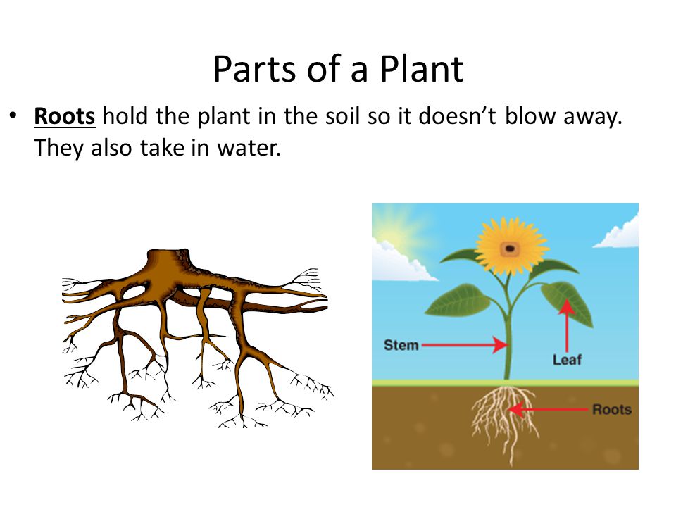 Looking for the plant. Parts of root. Plant structure for Kids. Parts of a Plant. Soil Plant root.