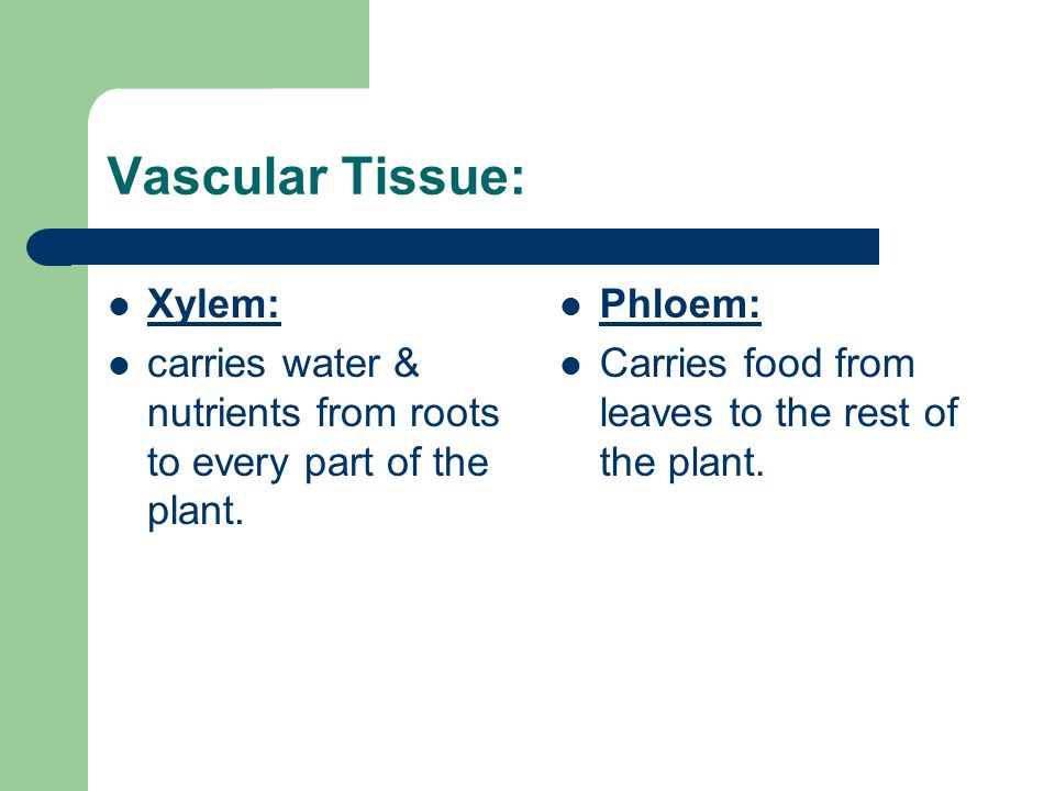 Vascular Tissue: Xylem:
