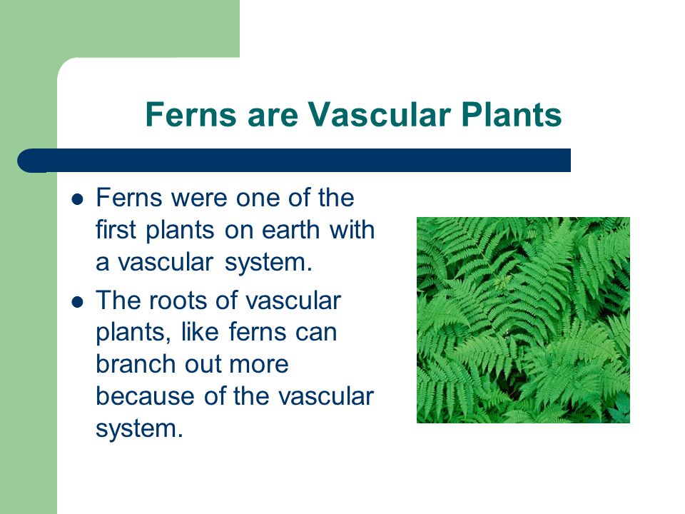 Ferns are Vascular Plants