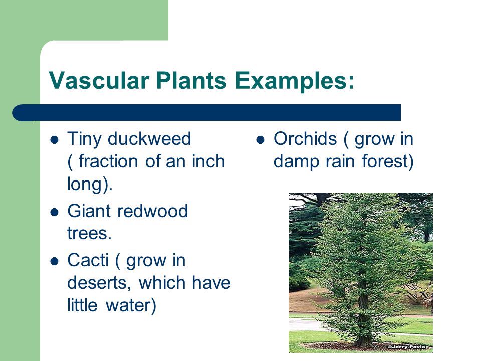 Vascular Plants Examples: