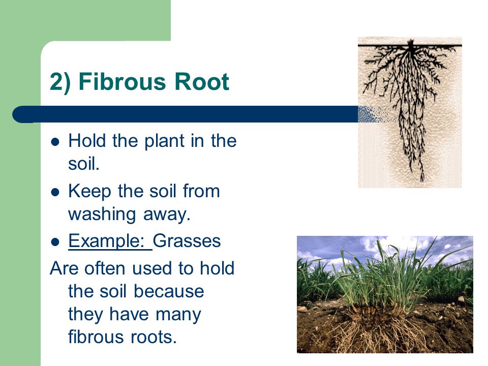 2) Fibrous Root Hold the plant in the soil.