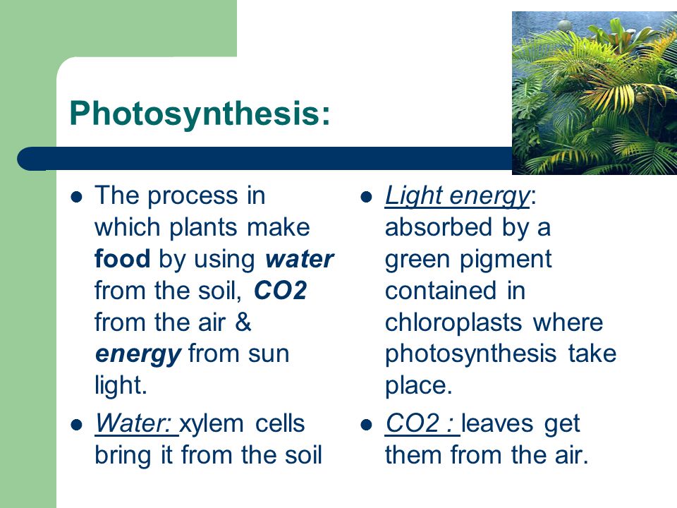Photosynthesis: The process in which plants make food by using water from the soil, CO2 from the air & energy from sun light.