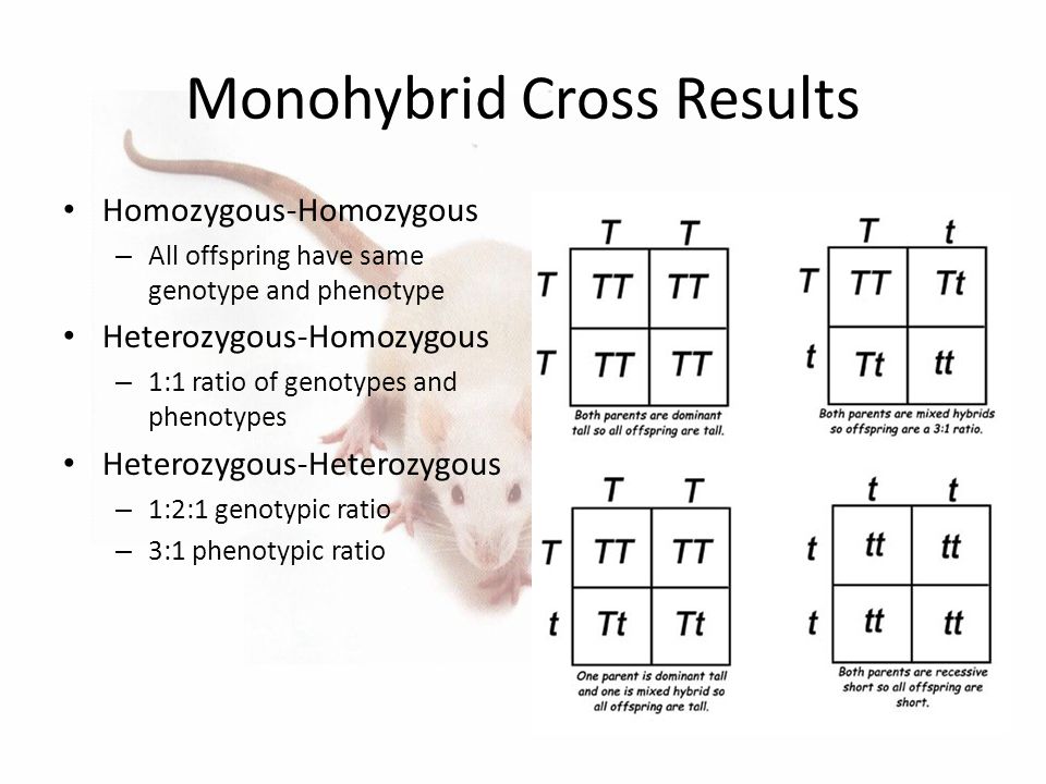 Моногибрид. Genotype and phenotype. Genotype vs. phenotype. Ratio of phenotype. What is genotype.
