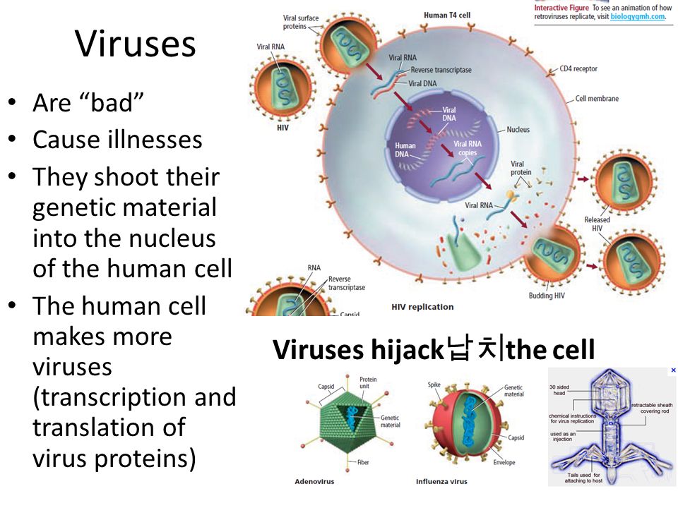 Viruses Viruses hijack납치the cell Are bad Cause illnesses