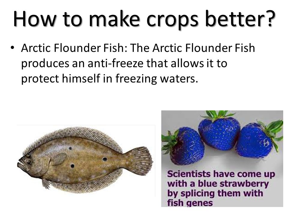 How to make crops better