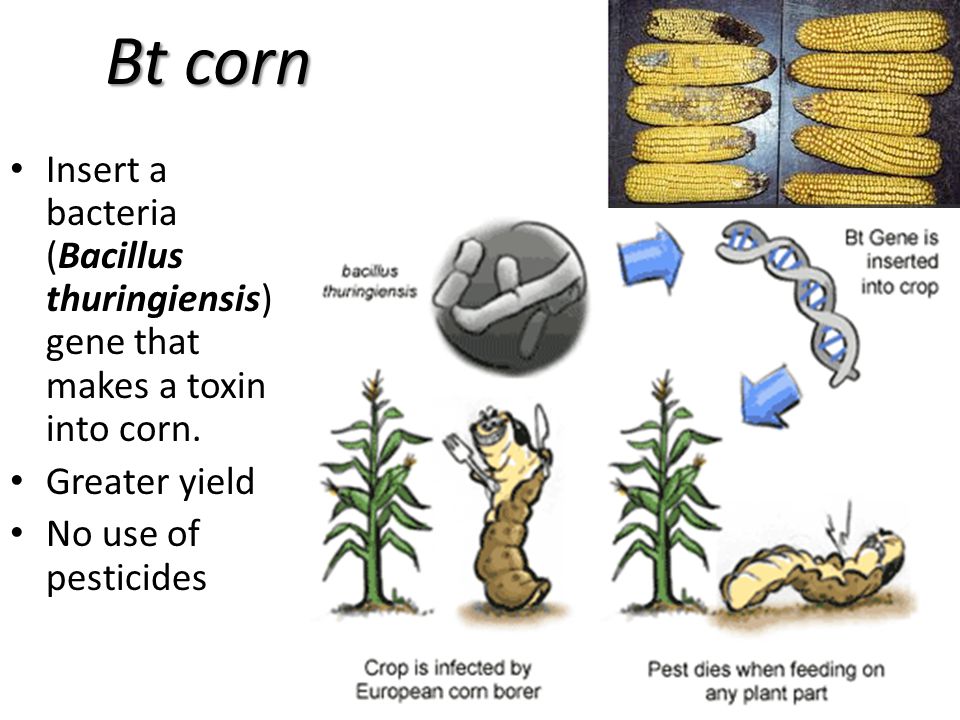 Bt corn Insert a bacteria (Bacillus thuringiensis) gene that makes a toxin into corn. Greater yield.