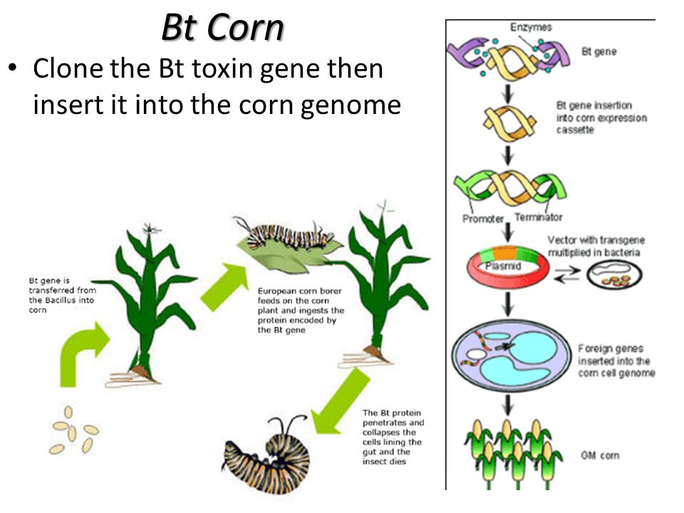 Bt Corn Clone the Bt toxin gene then insert it into the corn genome