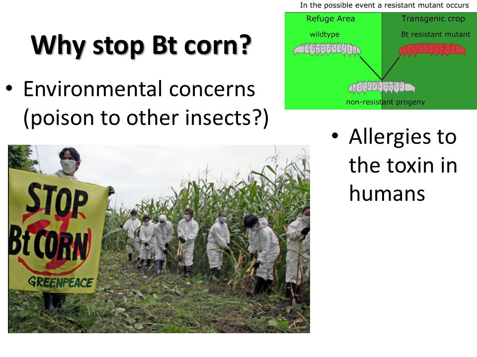 Why stop Bt corn Environmental concerns (poison to other insects )