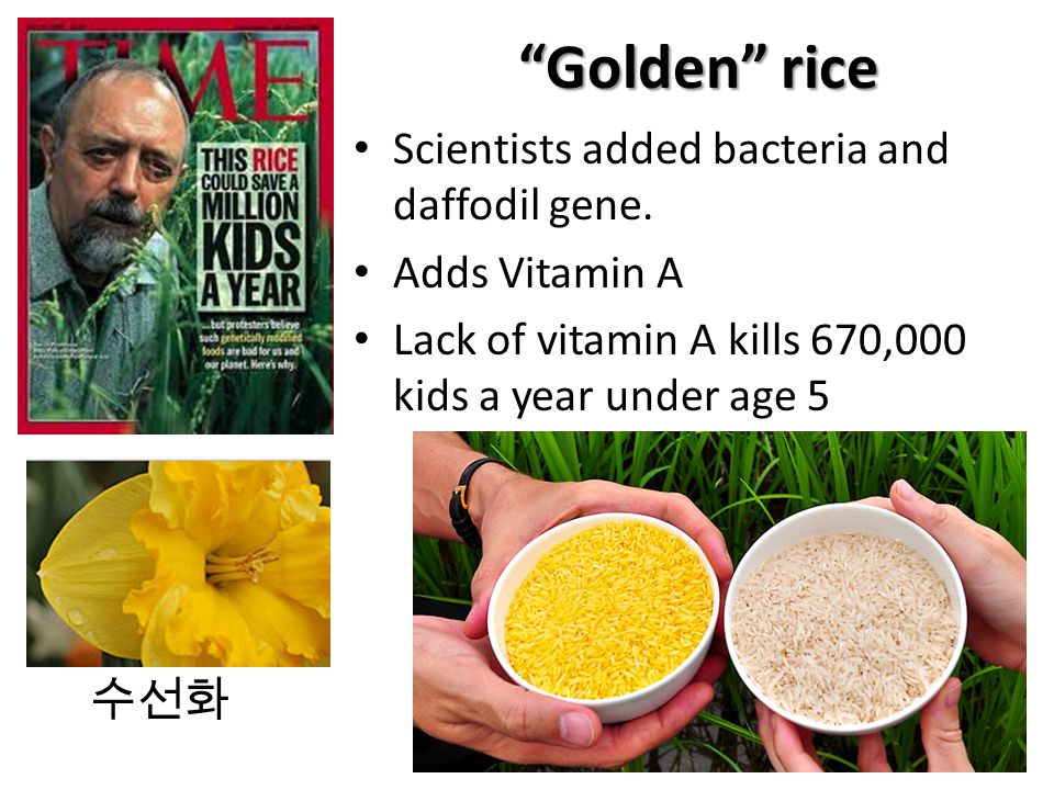 Golden rice Scientists added bacteria and daffodil gene.