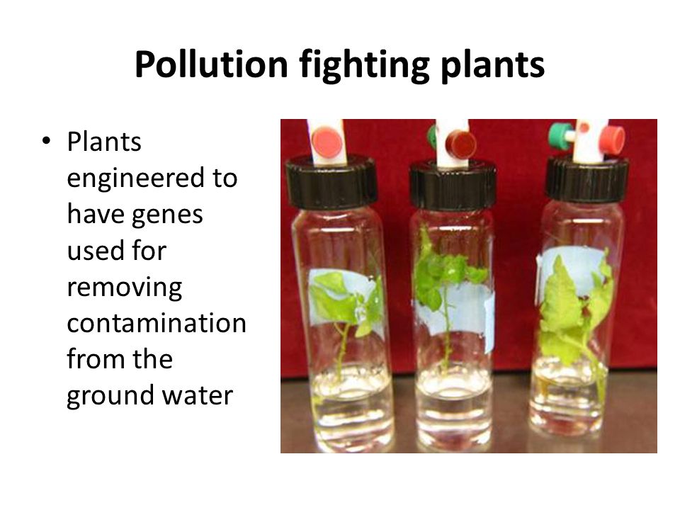 Pollution fighting plants