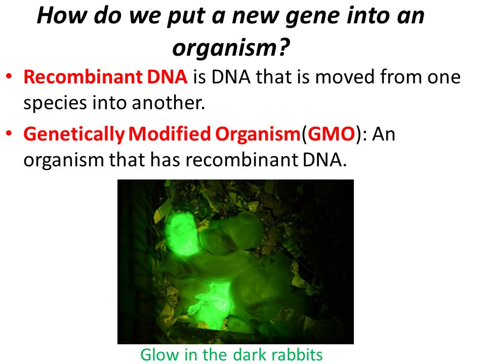 How do we put a new gene into an organism