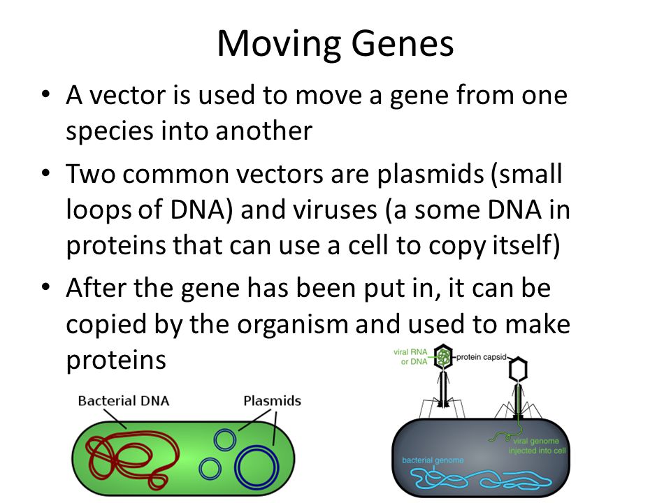 Moving Genes A vector is used to move a gene from one species into another.