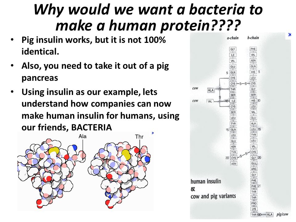 Why would we want a bacteria to make a human protein