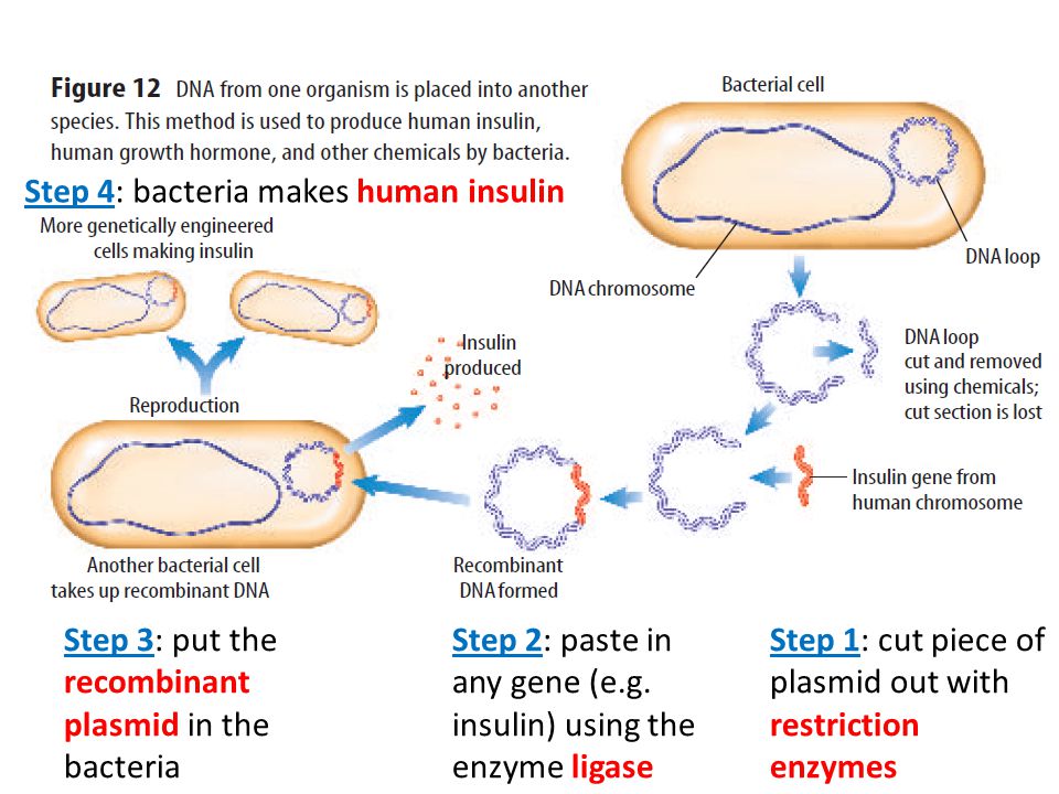 Step 4: bacteria makes human insulin