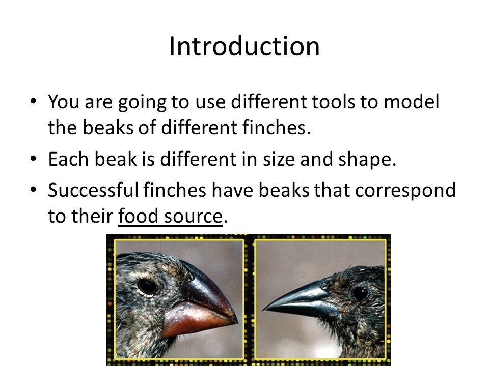 Introduction You are going to use different tools to model the beaks of different finches. Each beak is different in size and shape.