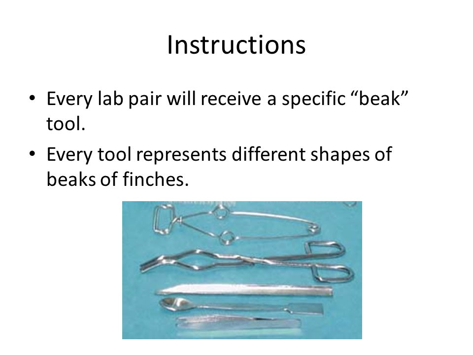 Instructions Every lab pair will receive a specific beak tool.