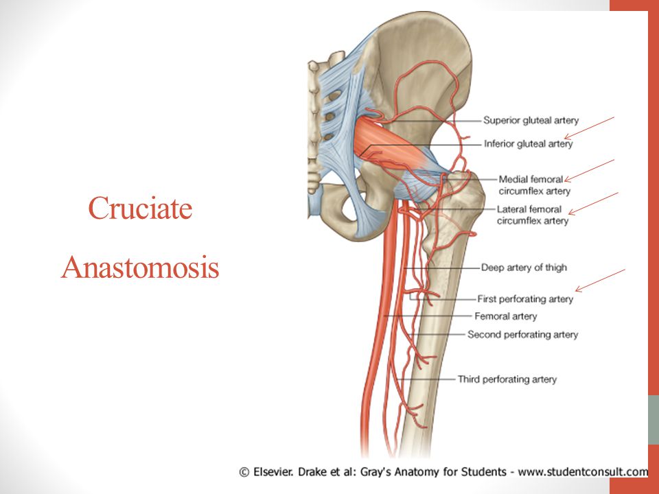Blood Supply of the Lower Limb - ppt video online download