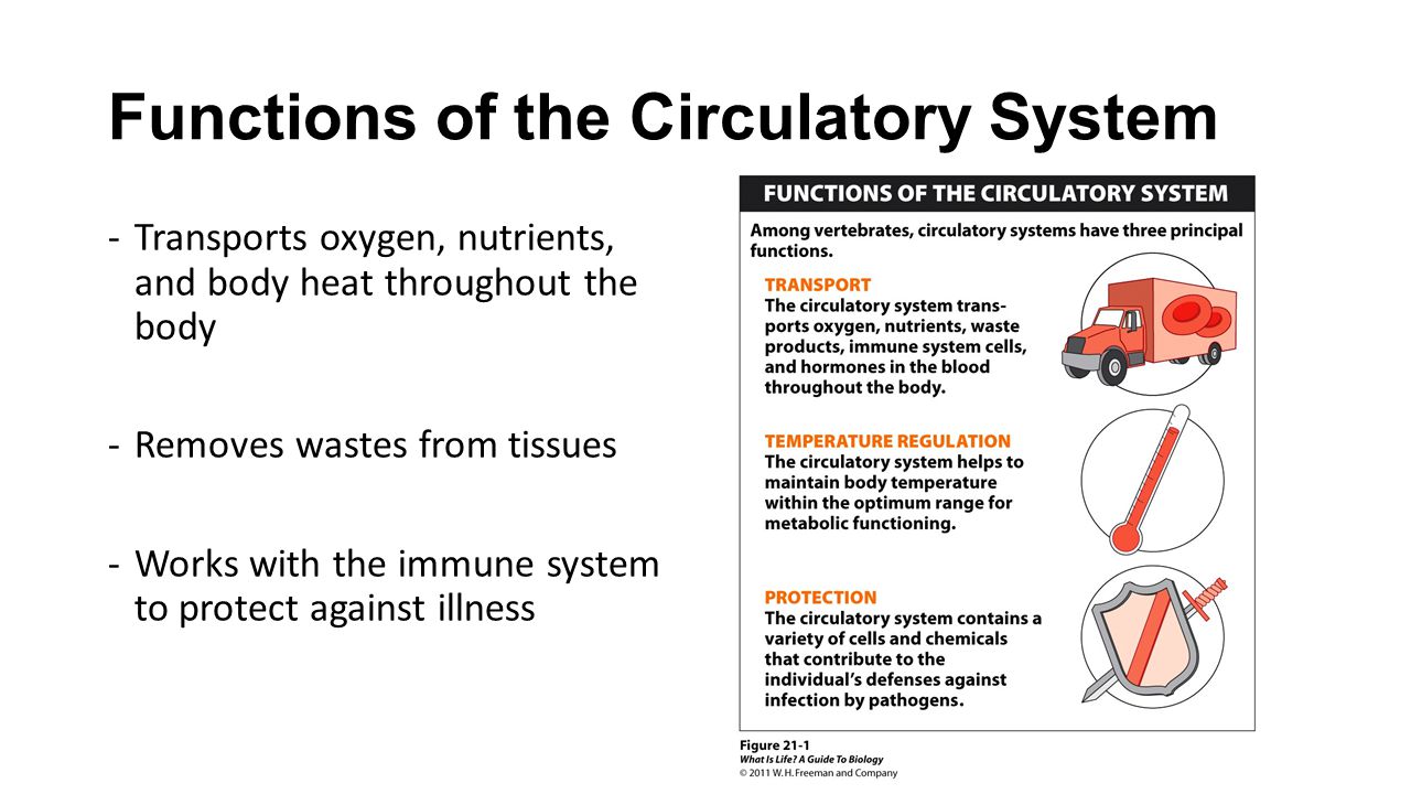 Functions of the Circulatory System