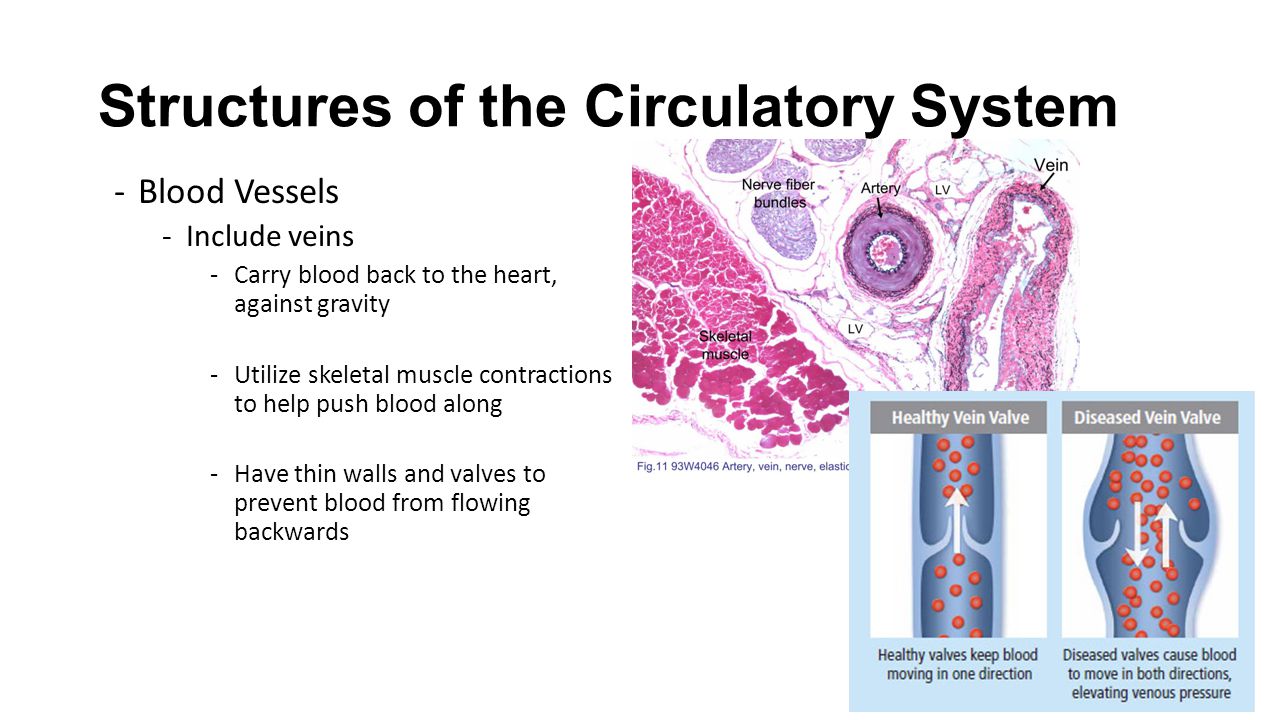 Structures of the Circulatory System