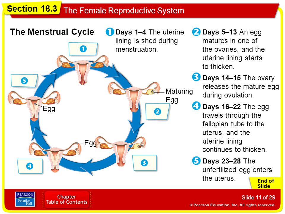 The Menstrual Cycle Days 1–4 The uterine lining is shed during menstruation.