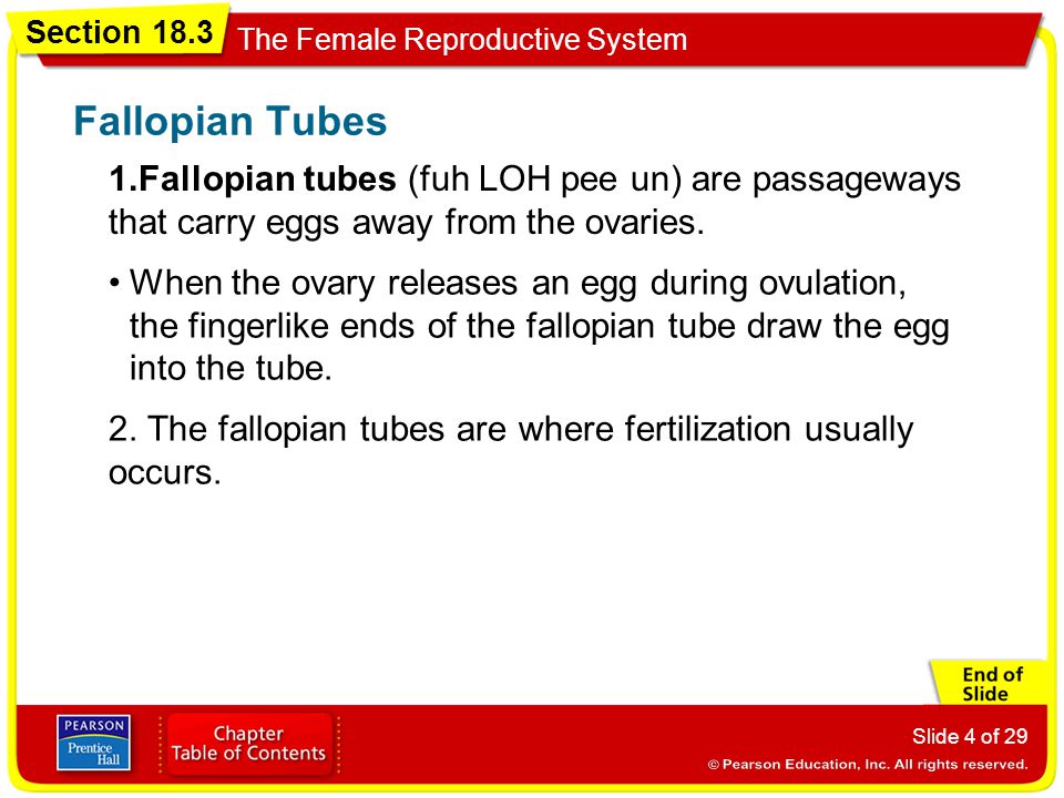 Fallopian Tubes 1.Fallopian tubes (fuh LOH pee un) are passageways that carry eggs away from the ovaries.