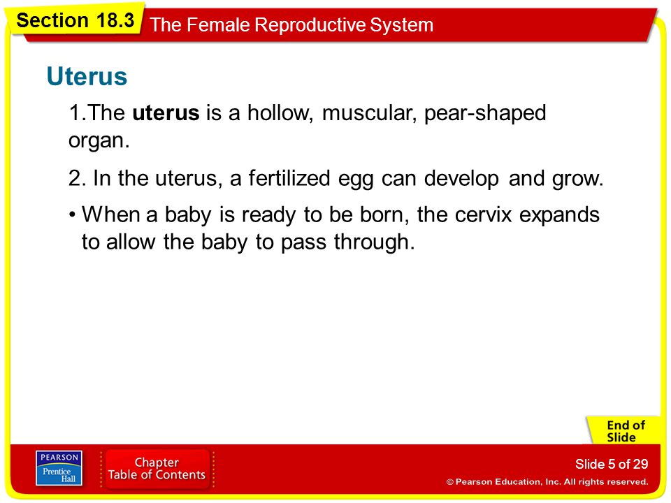 Uterus 1.The uterus is a hollow, muscular, pear-shaped organ.