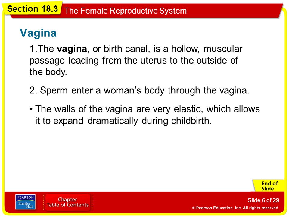 Vagina 1.The vagina, or birth canal, is a hollow, muscular passage leading from the uterus to the outside of the body.